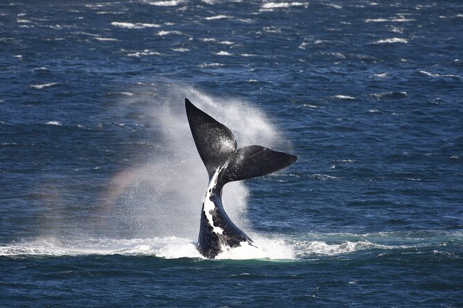 Hermanus Land Based Whale Walking Tour With Dave De Beer - Key Points