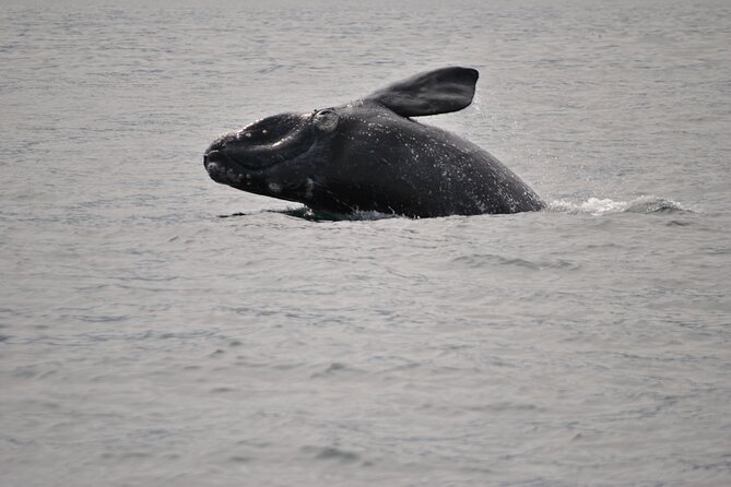 hermanus whales and wine full day private tour Hermanus Whales and Wine Full Day Private Tour