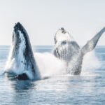 hervey bay half day whale and island adventure by boat Hervey Bay: Half-Day Whale and Island Adventure by Boat