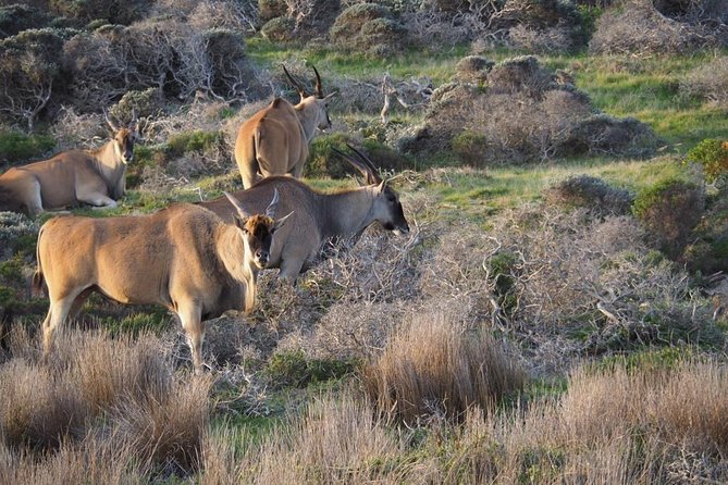 Hike Cape of Good Hope, Cape Point & Penguins Private Customizable Full Day Tour - Pricing and Booking Information