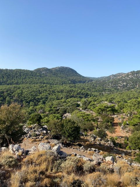 Hiking Kroustas Forest - Activity Details