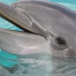 hilton head island dolphin cruise nature tour Hilton Head Island: Dolphin Cruise & Nature Tour