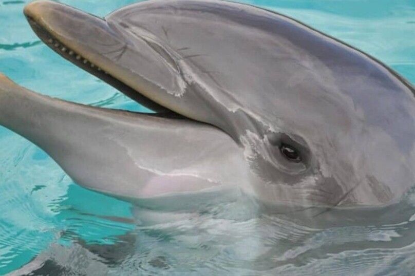Hilton Head Island: Dolphin Cruise & Nature Tour - Key Points