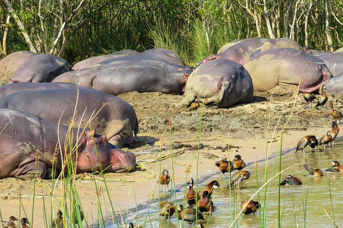 Hippo and Croc Boat Cruise in Saint Lucia With Pick-Up - Tour Highlights