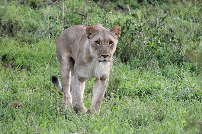 Hluhluwe Game Drive - Half Day - Key Points