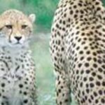 hluhluwe game reserve safari from durban Hluhluwe Game Reserve Safari From Durban