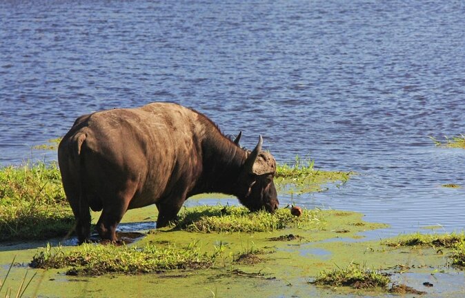 Hluhluwe Imfolozi Park And Isimangaliso Wetlands Park .st Lucia - Key Points