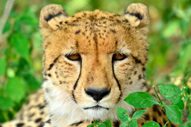 Hluhluwe Safari & Emdoneni Wild Cat Project Day Tour From Durban - Key Points