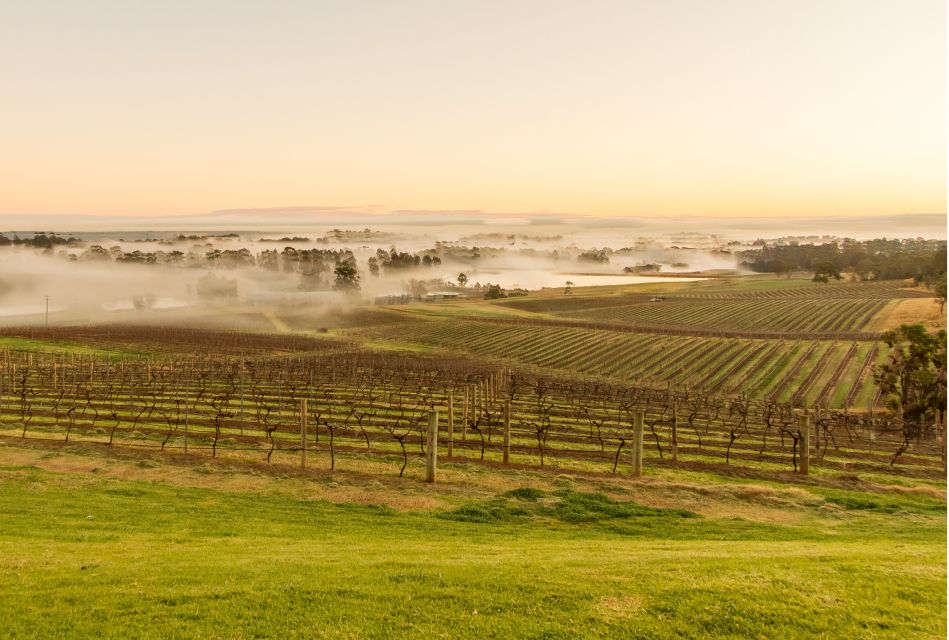 Hunter Valley: 1-Hour Cheese and Barrel Wine Tasting - Key Points