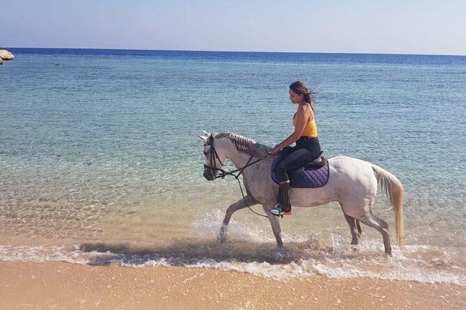 Hurghada: 2 Hours Camel and Horse Riding Adventure on The Sea. - Pricing and Fees