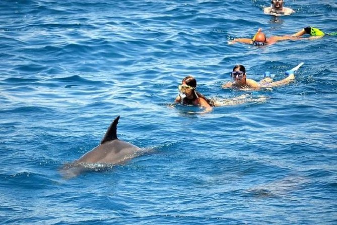 Hurghada Dolphin Watching and Snorkeling Full-Day Experience - Tour Options and Pricing