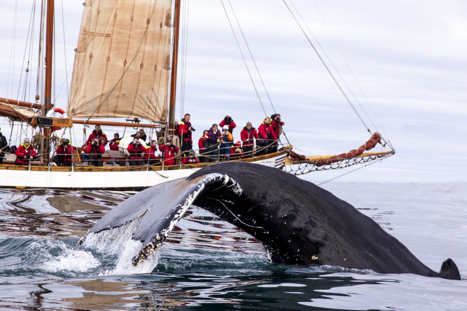 Húsavík: Whale Watching by Traditional Wooden Sailing Ship - Key Points