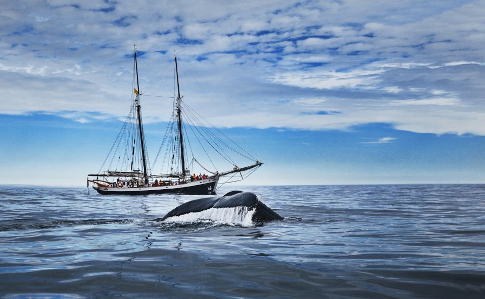 husavik whale watching on a carbon neutral oak boat Húsavík: Whale Watching on a Carbon Neutral Oak Boat