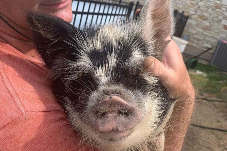 Hutto: Kunekune Pig Farm Tour - Key Points