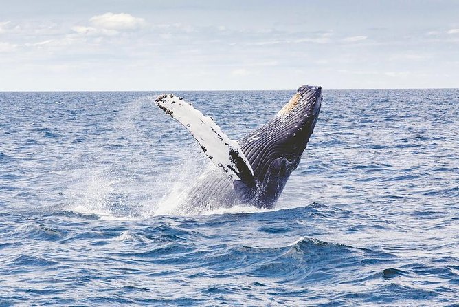 Icy Strait Shore Excursion: Whale Watching Adventure Tour - Key Points