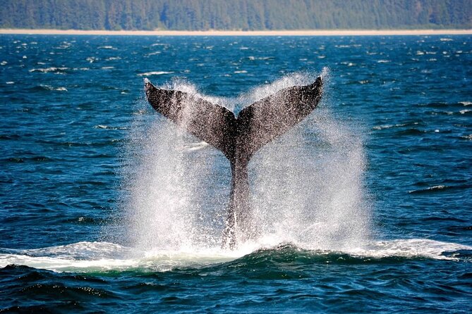 Icy Strait Whale & Wildlife Endeavor - Key Points