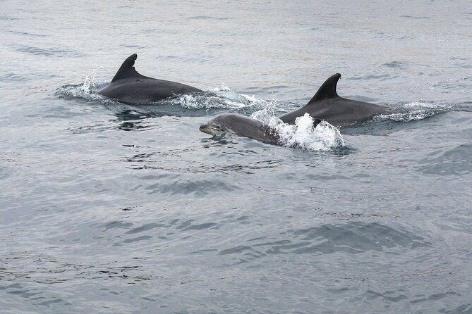 insonia cave and dolphins speedboat with transport Insonia Cave and Dolphins Speedboat With Transport