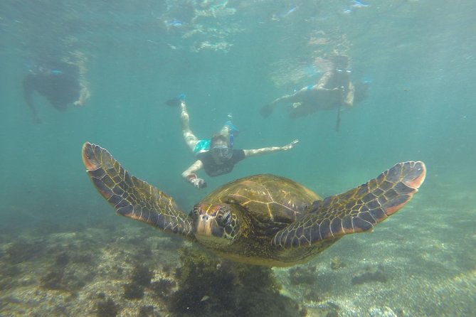 Isabela Island Private Los Tuneles Snorkel Tour  - Puerto Villamil - Key Points