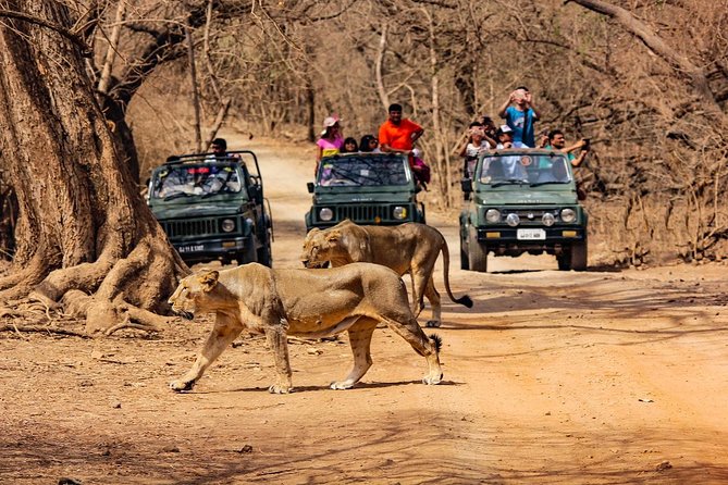jeep safari gir national park gujarat india Jeep Safari - Gir National Park, Gujarat, India