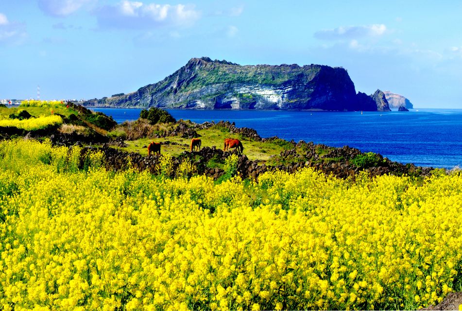 Jeju Premium Small Group UNESCO Day Tour - East - Key Points