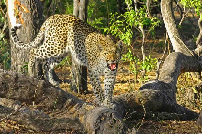 Jhalana Amagarh Leopard Private Safari Trip Jaipur All Inclusive - Key Points