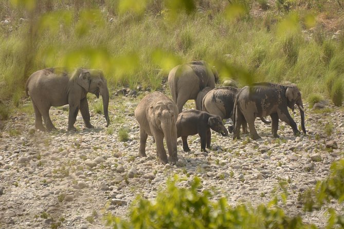 Jim Corbett National Park Overnight Safari - Key Points