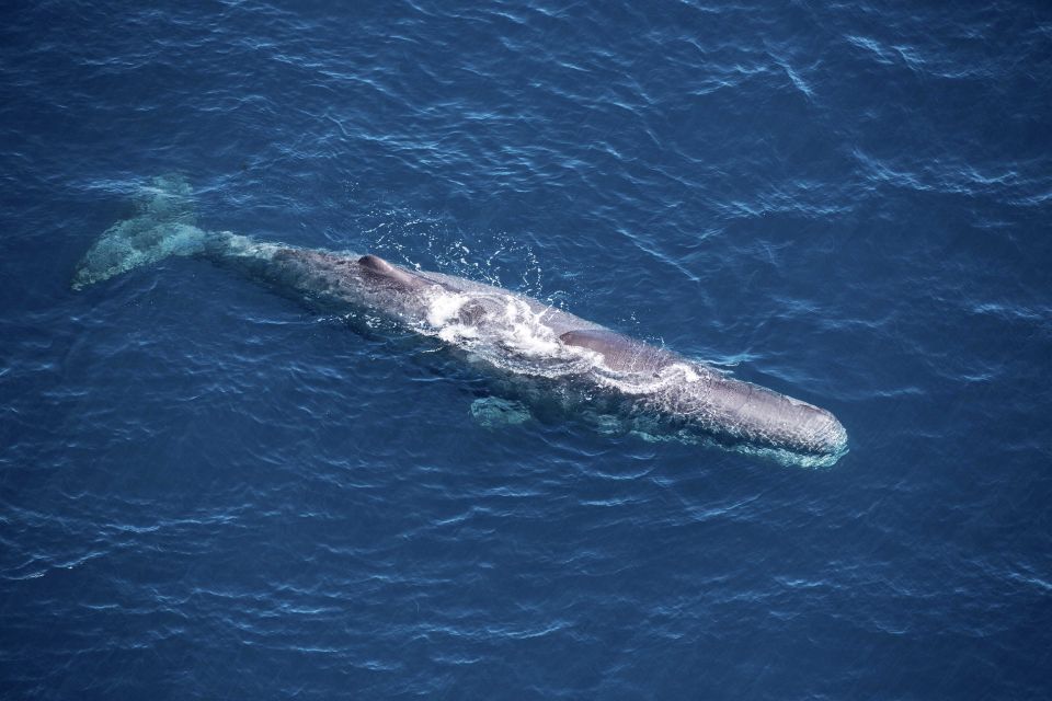 Kaikoura: 1-Hour Whale Watching Helicopter Tour - Key Points