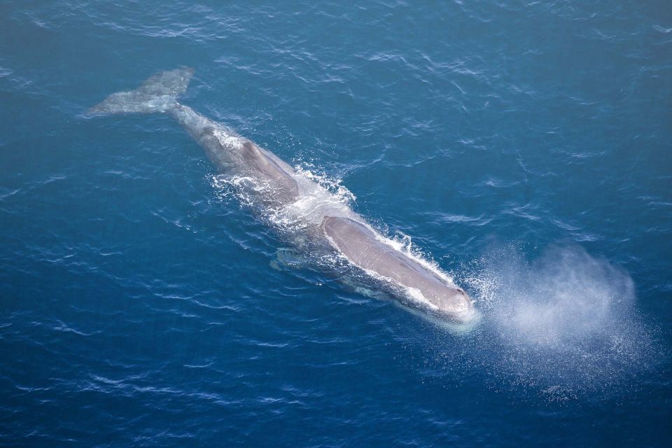 Kaikōura: 45-Minute Whale Watching Helicopter Tour - Key Points