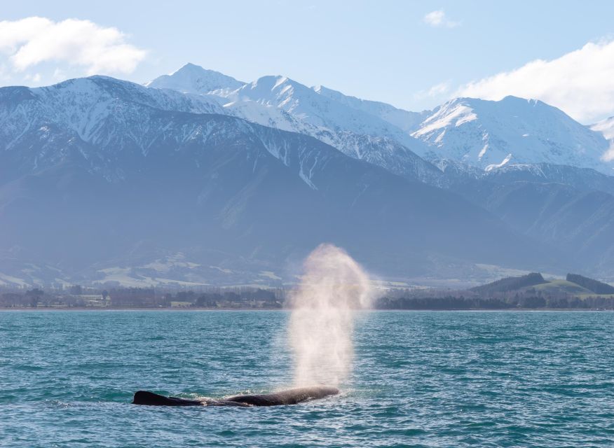 Kaikoura: Whale Watching Cruise - Key Points