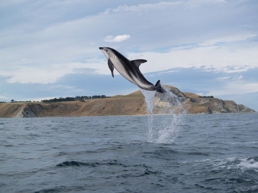 Kaikoura: Wildlife Kayaking Tour at Sunset - Key Points