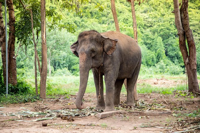 kanchanaburi local cuisine and elephant care Kanchanaburi Local Cuisine and Elephant Care