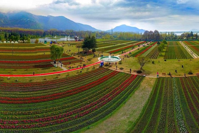 Kashmir Tulip Festival - Key Points