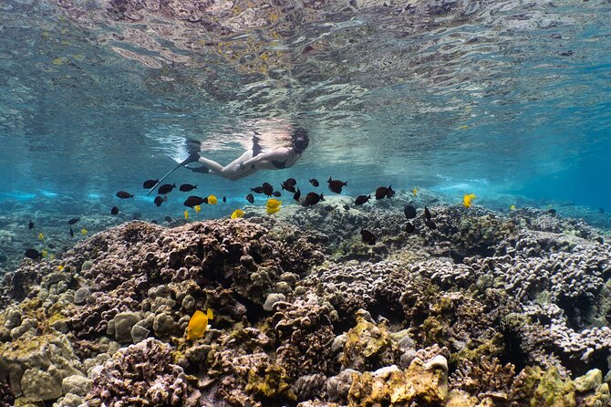 Kealakekua Bay Snorkel - Key Points