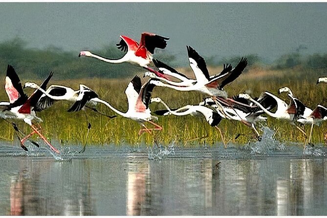 Keoladeo Birds Park Tour From Agra To Jaipur Including Entry - Key Points