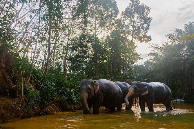Khao Lak Elephant Sanctuary Tour With Waterfall and Lunch - Key Points