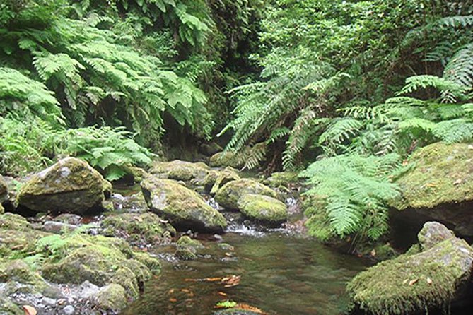 Kings Levada Walk Sao Jorge Native Forest - Key Points