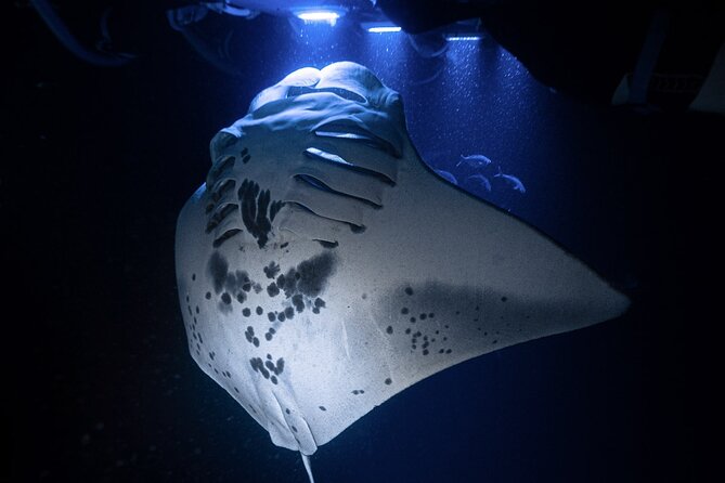 Kona Night Manta Snorkel Tour - Key Points