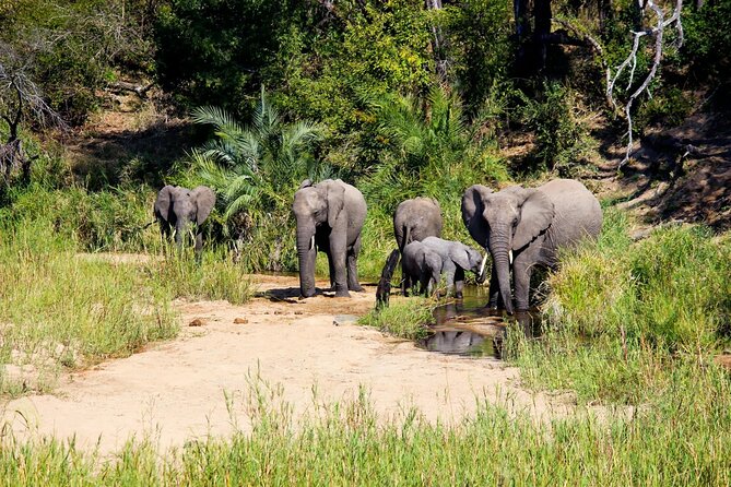 Kruger National Park. 2 Days Best Ever Safari From Cape Town - Safari Highlights