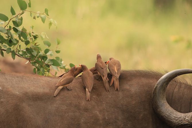 Kruger National Park Afternoon Sunset Safari Tour - Key Points