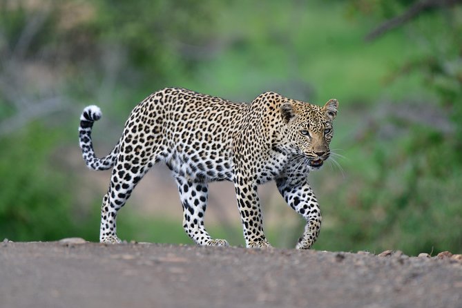 Kruger National Park L Private Afternoon Safari From Hazyview - Tour Details