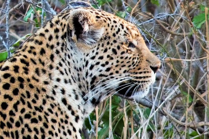 Kruger National Park Morning Game Drive From Hazyview - Key Points