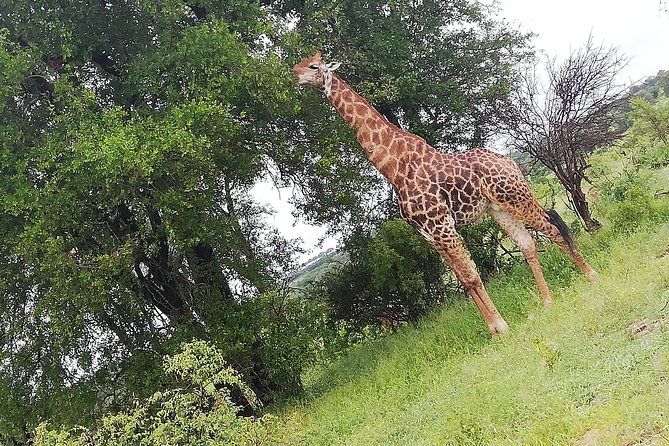 Kruger National Park Safari With Panorama 4 Days Private - Key Points