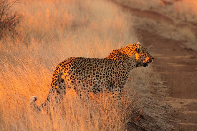 Kruger National Park Sunrise Half-Day Safari Tour - Key Points