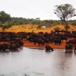 kruger national park tour 4days Kruger National Park Tour-4days