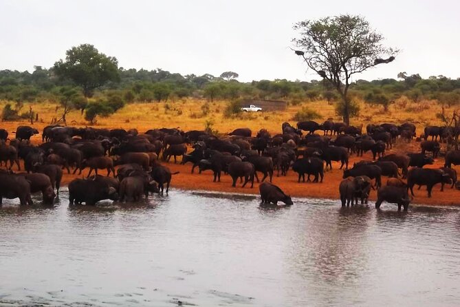 Kruger National Park Tour-4days