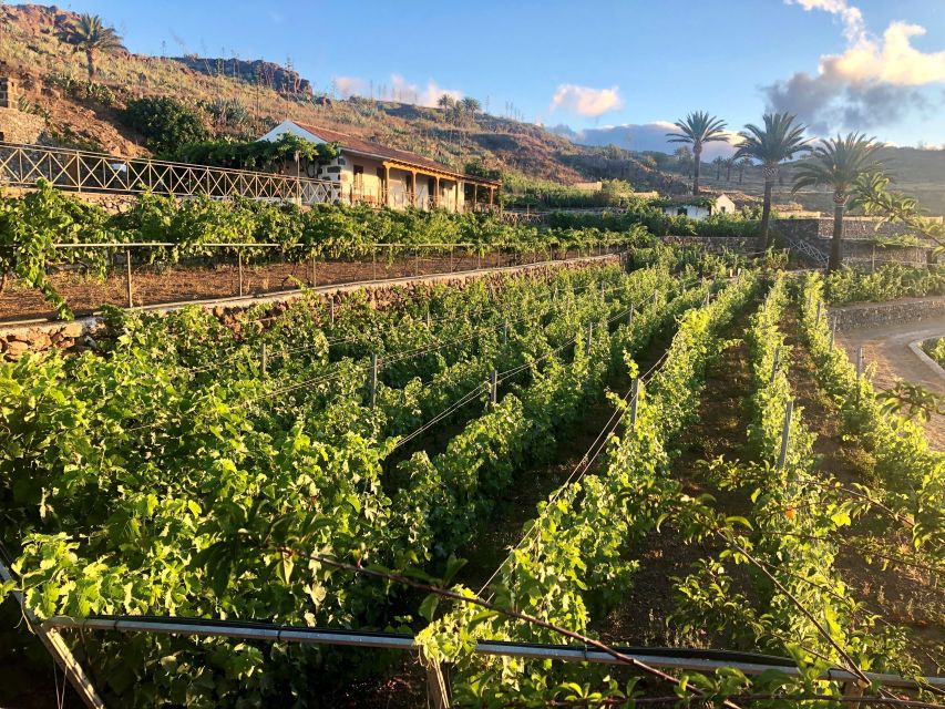 La Gomera: Winery Visit and Tasting Tour - Key Points