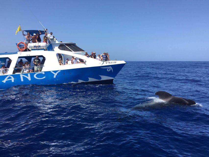 La Palma: Wildlife Viewing and Cumbre Vieja Boat Tour - Key Points