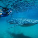 la paz whale shark snorkeling tour and lunch from los cabos La Paz Whale Shark Snorkeling Tour and Lunch From Los Cabos