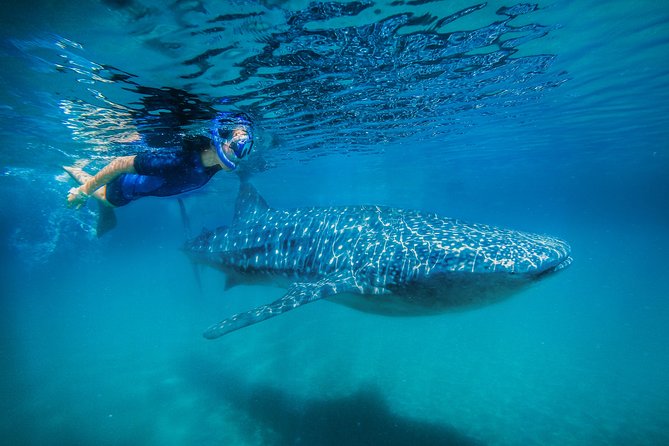 La Paz Whale Shark Snorkeling Tour and Lunch From Los Cabos - Key Points