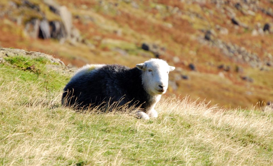 Lake District: Western Lakes Full-Day Tour - Key Points